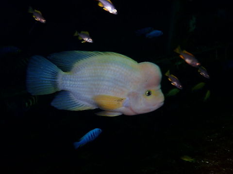 Midas cichlid - Amphilophus citrinellus Dive in TODI
https://www.todi.be/nl/ Amphilophus citrinellus,Belgium,Geotagged,Midas cichlid,Summer