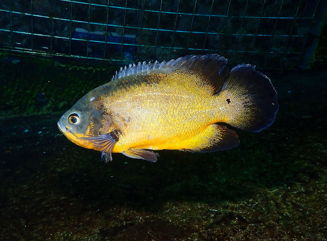 Oscar - Astronotus ocellatus Dive in TODI<br />
<a href="https://www.todi.be/nl/" rel="nofollow">https://www.todi.be/nl/</a><br />
<br />
<a href="https://www.seriouslyfish.com/species/astronotus-ocellatus/" rel="nofollow">https://www.seriouslyfish.com/species/astronotus-ocellatus/</a> Astronotus ocellatus,Belgium,Geotagged,Oscar,Summer