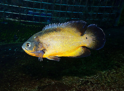Oscar - Astronotus ocellatus Dive in TODI
https://www.todi.be/nl/

https://www.seriouslyfish.com/species/astronotus-ocellatus/ Astronotus ocellatus,Belgium,Geotagged,Oscar,Summer