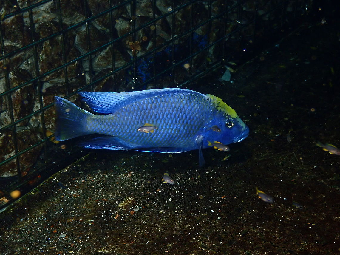 Copadichromis borleyi kadango Dive in TODI<br />
<a href="https://www.todi.be/nl/" rel="nofollow">https://www.todi.be/nl/</a><br />
<br />
<a href="https://www.tropicalfishsite.com/kadango-copadichromis-borleyi/" rel="nofollow">https://www.tropicalfishsite.com/kadango-copadichromis-borleyi/</a> Belgium,Copadichromis borleyi,Geotagged,Summer,copadichromis borleyi