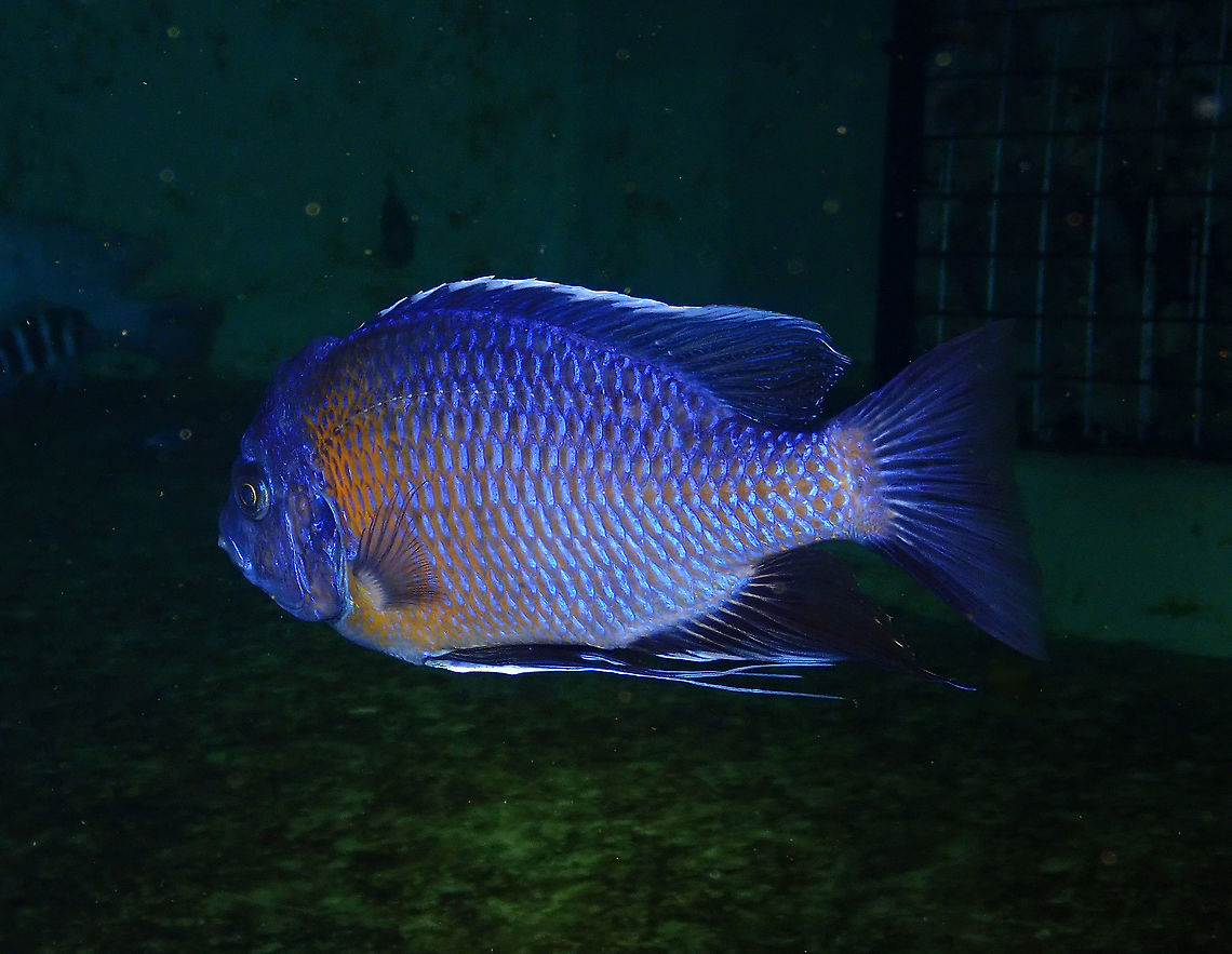 Copadichromis borleyi kadango Dive in TODI<br />
<a href="https://www.todi.be/nl/" rel="nofollow">https://www.todi.be/nl/</a><br />
<br />
<a href="https://www.seriouslyfish.com/species/copadichromis-borleyi/" rel="nofollow">https://www.seriouslyfish.com/species/copadichromis-borleyi/</a> Belgium,Copadichromis borleyi,Geotagged,Summer,copadichromis borleyi