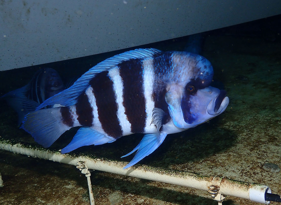 Cyphotilapia frontosa Dive in TODI<br />
<a href="https://www.todi.be/nl/" rel="nofollow">https://www.todi.be/nl/</a><br />
<br />
<a href="https://www.seriouslyfish.com/species/cyphotilapia-frontosa/" rel="nofollow">https://www.seriouslyfish.com/species/cyphotilapia-frontosa/</a> Belgium,Cyphotilapia frontosa,Front Cichlid,Geotagged,Summer