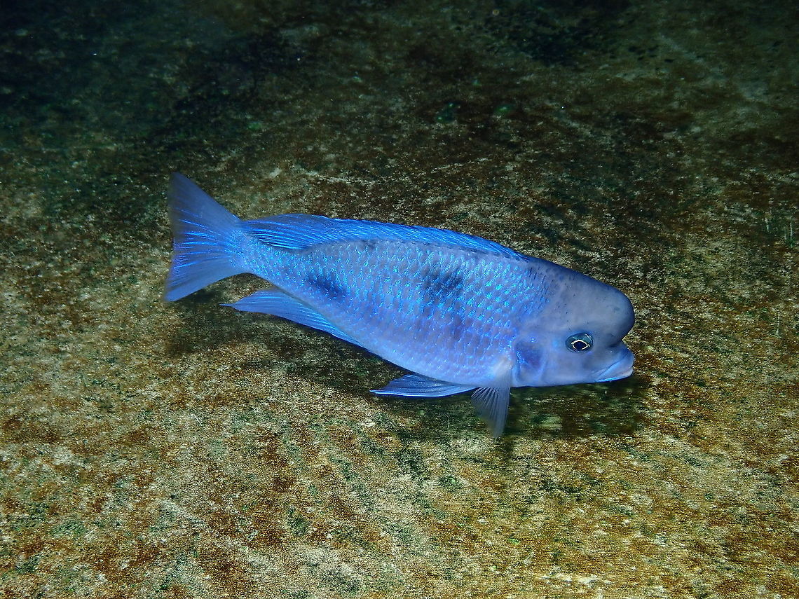 Cyrtocara moorii Dive in TODI<br />
<a href="https://www.todi.be/nl/" rel="nofollow">https://www.todi.be/nl/</a><br />
<br />
<a href="https://www.seriouslyfish.com/species/cyrtocara-moorii/" rel="nofollow">https://www.seriouslyfish.com/species/cyrtocara-moorii/</a> Belgium,Cyrtocara,Cyrtocara moori,Geotagged,Summer