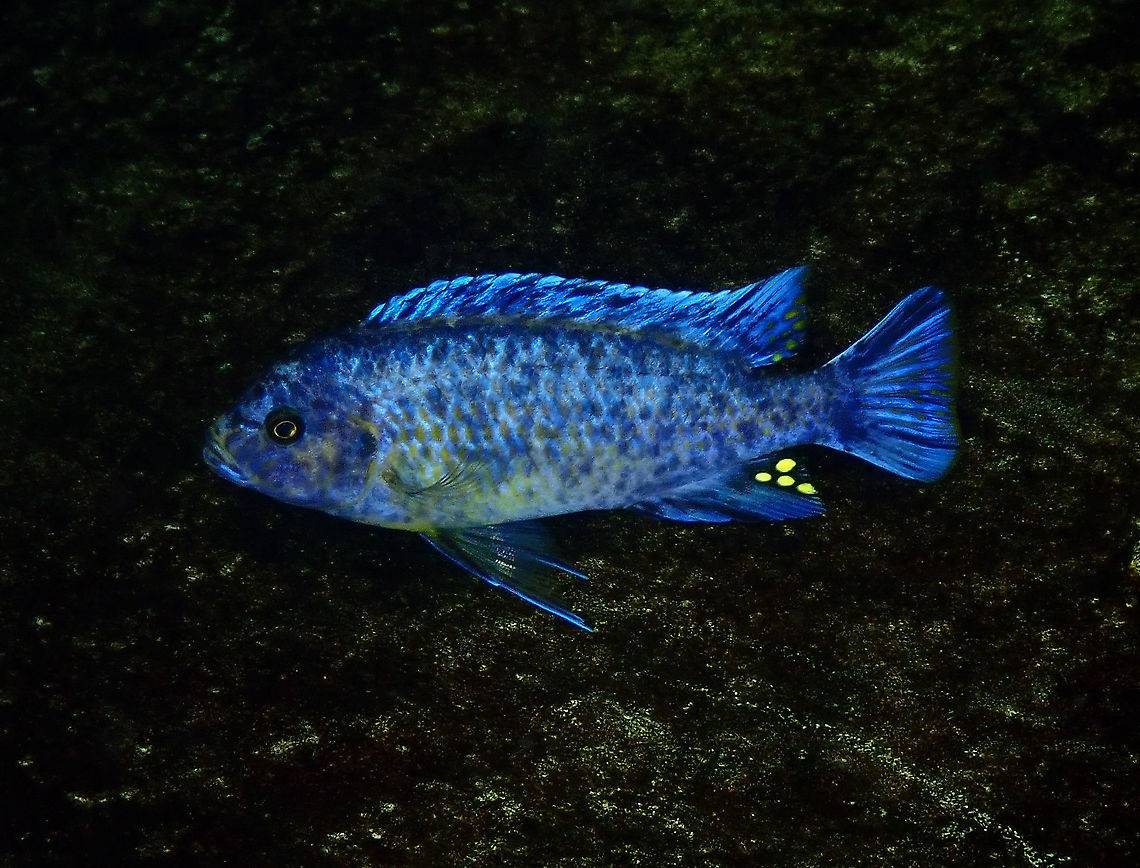 Scrapermouth mbuna - Labeotropheus trewavasae Dive in TODI<br />
<a href="https://www.todi.be/nl/" rel="nofollow">https://www.todi.be/nl/</a><br />
<br />
<a href="https://malawicichlids.com/mw09000d.htm" rel="nofollow">https://malawicichlids.com/mw09000d.htm</a> Belgium,Geotagged,Labeotropheus trewavasae,Scrapermouth mbuna,Summer