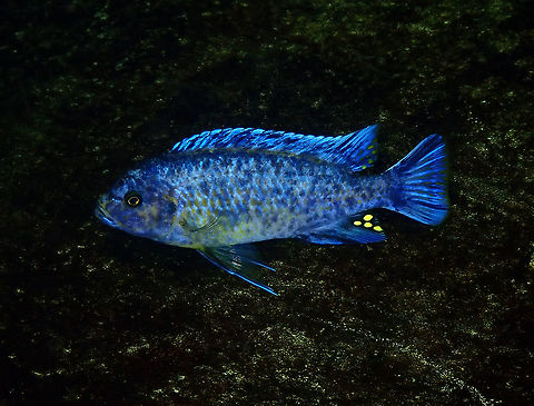 Scrapermouth mbuna - Labeotropheus trewavasae Dive in TODI
https://www.todi.be/nl/

https://malawicichlids.com/mw09000d.htm Belgium,Geotagged,Labeotropheus trewavasae,Scrapermouth mbuna,Summer
