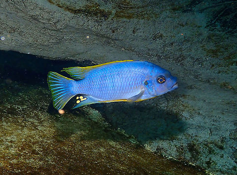 Scrapermouth mbuna - Labeotropheus trewavasae Dive in TODI
https://www.todi.be/nl/

https://www.seriouslyfish.com/species/labeotropheus-trewavasae/ Belgium,Geotagged,Labeotropheus trewavasae,Scrapermouth mbuna,Summer