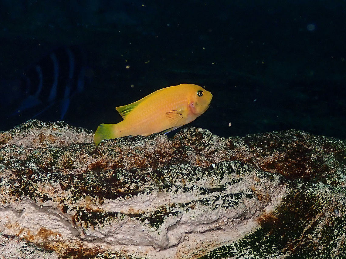 Labidochromis caeruleus Dive in TODI<br />
<a href="https://www.todi.be/nl/" rel="nofollow">https://www.todi.be/nl/</a><br />
<br />
<a href="https://www.seriouslyfish.com/species/labidochromis-caeruleus/" rel="nofollow">https://www.seriouslyfish.com/species/labidochromis-caeruleus/</a> Belgium,Geotagged,Labidochromis caeruleus,Summer,labidochromis caeruleus