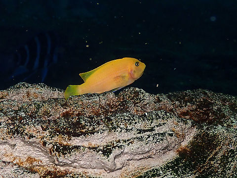 Labidochromis caeruleus Dive in TODI
https://www.todi.be/nl/

https://www.seriouslyfish.com/species/labidochromis-caeruleus/ Belgium,Geotagged,Labidochromis caeruleus,Summer,labidochromis caeruleus