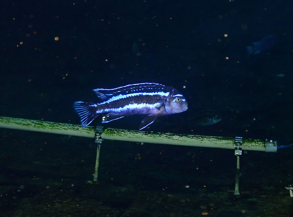 Pseudotropheus/Melanochromis cyaneorhabdos Dive in TODI<br />
<a href="https://www.todi.be/nl/" rel="nofollow">https://www.todi.be/nl/</a><br />
<br />
<a href="https://www.seriouslyfish.com/species/melanochromis-cyaneorhabdos/" rel="nofollow">https://www.seriouslyfish.com/species/melanochromis-cyaneorhabdos/</a> Belgium,Geotagged,Pseudotropheus cyaneorhabdos,Summer