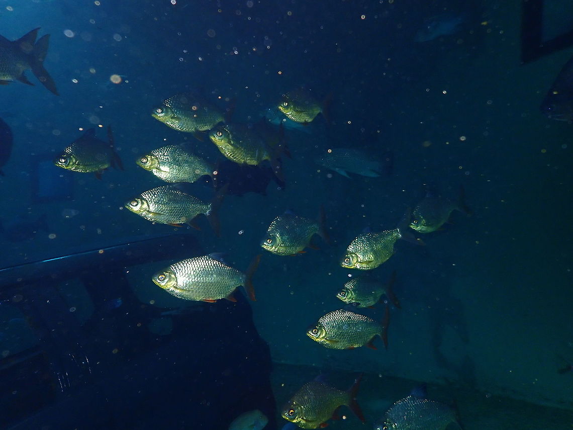 Redhook myleus - Myleus rubripinnis Dive in TODI<br />
<a href="https://www.todi.be/nl/" rel="nofollow">https://www.todi.be/nl/</a><br />
<br />
<a href="https://www.seriouslyfish.com/species/myloplus-rubripinnis/" rel="nofollow">https://www.seriouslyfish.com/species/myloplus-rubripinnis/</a> Belgium,Geotagged,Myloplus rubripinnis,Redhook myleus,Summer