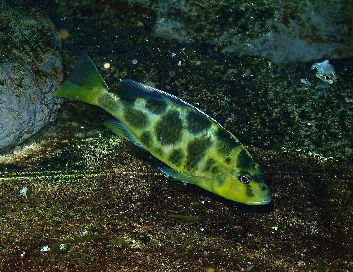 Giraffe Cichlid - Nimbochromis venustus Dive in TODI<br />
<a href="https://www.todi.be/nl/" rel="nofollow">https://www.todi.be/nl/</a><br />
<br />
<a href="https://www.seriouslyfish.com/species/nimbochromis-venustus/" rel="nofollow">https://www.seriouslyfish.com/species/nimbochromis-venustus/</a> Belgium,Geotagged,Nimbochromis venustus,Summer