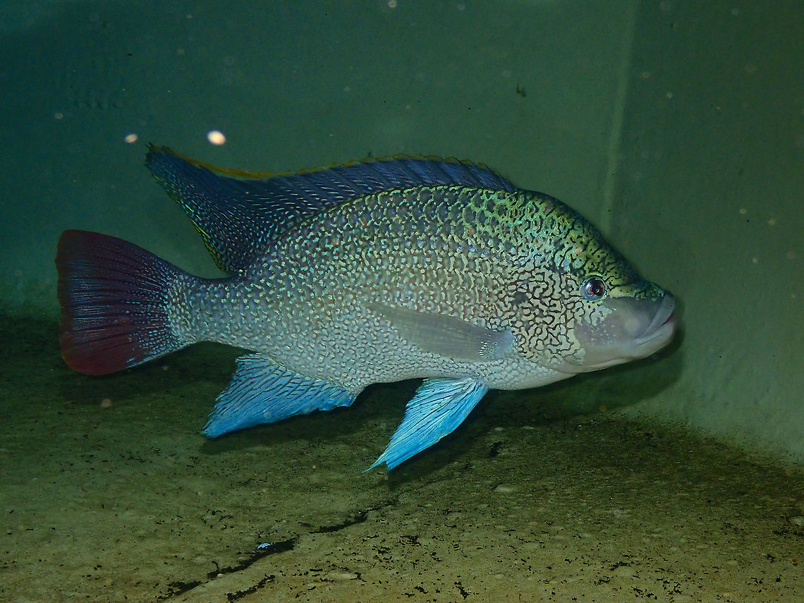 Tanganyika tilapia - Oreochromis tanganicae Dive in TODI<br />
<a href="https://www.todi.be/nl/" rel="nofollow">https://www.todi.be/nl/</a><br />
<br />
<a href="https://www.seriouslyfish.com/species/oreochromis-tanganicae/" rel="nofollow">https://www.seriouslyfish.com/species/oreochromis-tanganicae/</a> Belgium,Geotagged,Oreochromis tanganicae,Summer