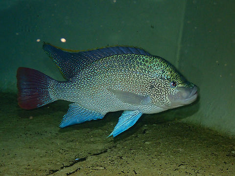 Tanganyika tilapia - Oreochromis tanganicae Dive in TODI
https://www.todi.be/nl/

https://www.seriouslyfish.com/species/oreochromis-tanganicae/ Belgium,Geotagged,Oreochromis tanganicae,Summer