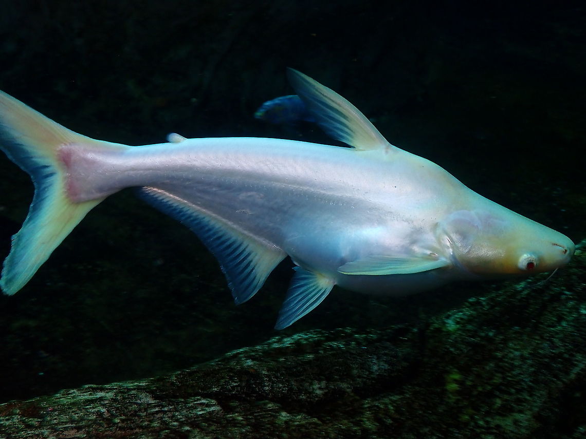 Iridescent shark - Pangasius hypophthalmus <br />
Dive in TODI<br />
<a href="https://www.todi.be/nl/" rel="nofollow">https://www.todi.be/nl/</a><br />
<br />
<a href="https://www.seriouslyfish.com/species/pangasionodon-hypophthalmus/" rel="nofollow">https://www.seriouslyfish.com/species/pangasionodon-hypophthalmus/</a><br />
<br />
It like the fillets but it seems not to be th ehealthiest fish to eat. Belgium,Geotagged,Iridescent shark,Pangasianodon hypophthalmus,Summer