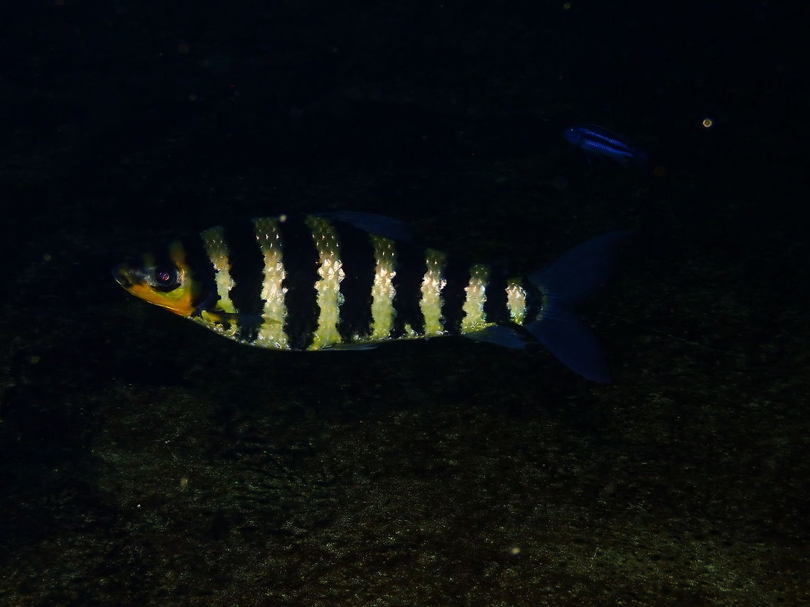 Banded Leporinus - Leporinus affinis Dive in TODI<br />
<a href="https://www.todi.be/nl/" rel="nofollow">https://www.todi.be/nl/</a><br />
<br />
Although it is hard to differentitate from the very similar species L. fasciatus in this fish I count only 9 black stripes including the forehgead and tail whereas the L. fasciatus has 10. <br />
Both species are very similar and native to the same part of the worls. In this link there are interesting facts for L. fasciatus which are probably also applicable to L. affinis:<br />
<a href="https://kidadl.com/animal-facts/black-banded-leporinus-facts" rel="nofollow">https://kidadl.com/animal-facts/black-banded-leporinus-facts</a><br />
<br />
<a href="https://nationalzoo.si.edu/animals/banded-leporinus" rel="nofollow">https://nationalzoo.si.edu/animals/banded-leporinus</a><br />
 Banded leporinus,Belgium,Geotagged,Leporinus affinis