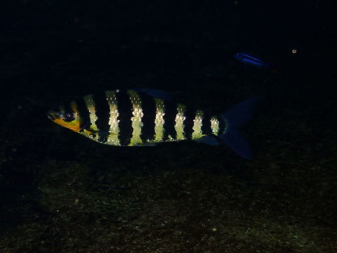 Banded Leporinus - Leporinus affinis Dive in TODI
https://www.todi.be/nl/

Although it is hard to differentitate from the very similar species L. fasciatus in this fish I count only 9 black stripes including the forehgead and tail whereas the L. fasciatus has 10. 
Both species are very similar and native to the same part of the worls. In this link there are interesting facts for L. fasciatus which are probably also applicable to L. affinis:
https://kidadl.com/animal-facts/black-banded-leporinus-facts

https://nationalzoo.si.edu/animals/banded-leporinus
 Banded leporinus,Belgium,Geotagged,Leporinus affinis
