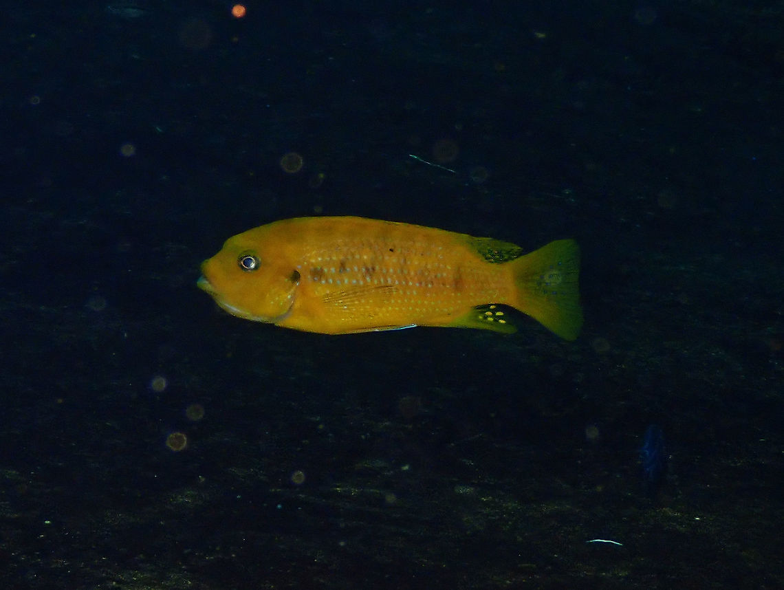 Petrotilapia xanthos Dive in TODI<br />
<a href="https://www.todi.be/nl/" rel="nofollow">https://www.todi.be/nl/</a><br />
<br />
<a href="http://www.onzemalawicichliden.eu/Bestanden" rel="nofollow">http://www.onzemalawicichliden.eu/Bestanden</a> vissendatabase eng/Petrotilapia xanthos galireya reef eng.html<br />
<br />
I will enter the species manually tomorrow. Belgium,Geotagged,Petrotilapia xanthos,Summer,Yellow Petrotilapia