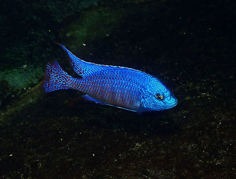 Red empress - Protomelas taeniolatus Dive in TODI
https://www.todi.be/nl/

https://www.seriouslyfish.com/species/protomelas-taeniolatus/ Belgium,Geotagged,Protomelas taeniolatus,Red empress,Summer