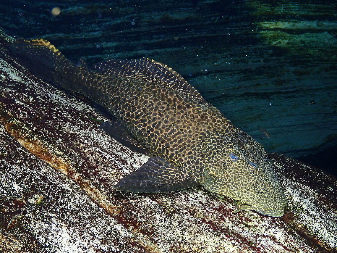 Sailfin pleco - Pterygoplichthys gibbiceps Dive in TODI<br />
<a href="https://www.todi.be/nl/" rel="nofollow">https://www.todi.be/nl/</a><br />
<br />
<a href="https://meethepet.com/sailfin-pleco-pterygoplichthys-gibbiceps/" rel="nofollow">https://meethepet.com/sailfin-pleco-pterygoplichthys-gibbiceps/</a> Belgium,Geotagged,Pterygoplichthys gibbiceps,Summer,pterygoplichthys gibbiceps