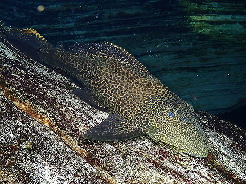 Sailfin pleco - Pterygoplichthys gibbiceps Dive in TODI
https://www.todi.be/nl/

https://meethepet.com/sailfin-pleco-pterygoplichthys-gibbiceps/ Belgium,Geotagged,Pterygoplichthys gibbiceps,Summer,pterygoplichthys gibbiceps