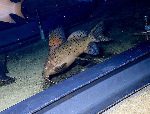 Featherfin squeaker - Synodontis eupterus Dive in TODI
https://www.todi.be/nl/ Belgium,Featherfin squeaker,Geotagged,Summer,Synodontis eupterus