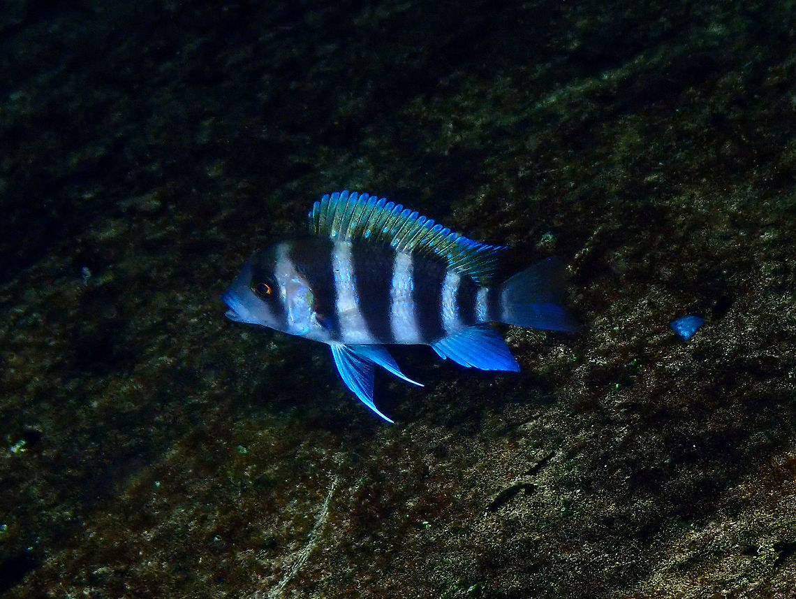 Cyphotilapia gibberosa Dive in TODI<br />
<a href="https://www.todi.be/nl/" rel="nofollow">https://www.todi.be/nl/</a><br />
I at first confused it with a juvenile of C. frontosa but it is a smaller fish with similar colors but smaller bump in the head.<br />
<a href="https://www.fishipedia.fr/fr/poissons/cyphotilapia-gibberosa" rel="nofollow">https://www.fishipedia.fr/fr/poissons/cyphotilapia-gibberosa</a> Belgium,Cyphotilapia gibberosa,Geotagged,Summer