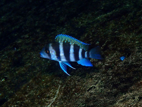 Cyphotilapia gibberosa Dive in TODI
https://www.todi.be/nl/
I at first confused it with a juvenile of C. frontosa but it is a smaller fish with similar colors but smaller bump in the head.
https://www.fishipedia.fr/fr/poissons/cyphotilapia-gibberosa Belgium,Cyphotilapia gibberosa,Geotagged,Summer