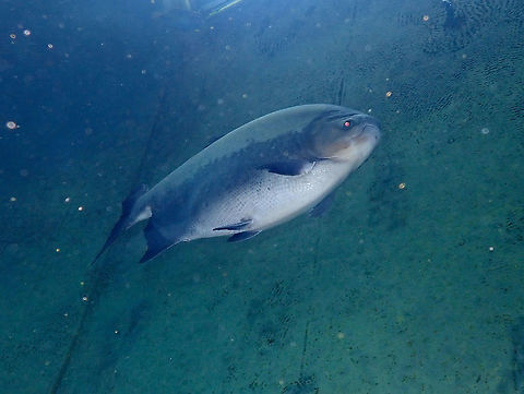 Tambaqui - Colossoma macropomum Dive in TODI
https://www.todi.be/nl/

Some of them came to this pool when an aquaria exhibit in other part of the country closed out. They mostly circle in schools close to the surface.

Also called Black pacu.
https://www.seriouslyfish.com/species/colossoma-macropomum/

Native to the Rio Orinoco and Amazon basins in Colombia, Venezuela, Peru, Bolivia and Brazil. Introduced populations are thriving around the world, in countries as diverse as the West Indies and Taiwan. Belgium,Colossoma macropomum,Geotagged,Summer,Tambaqui