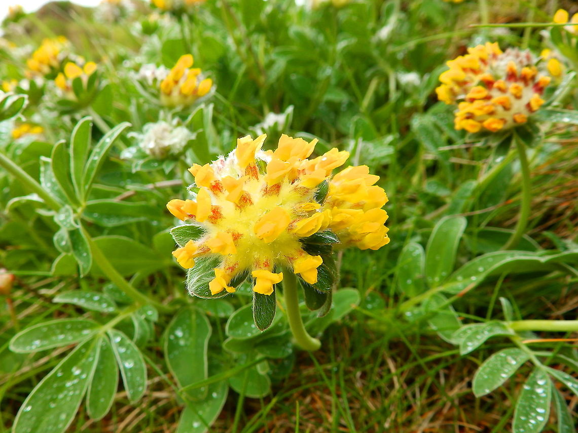 Anthyllis_vulneraria These are retrieved from older photos from our trip to Scotland 2013. I noticed I had not added some species I saw back then so here it goes :-) Anthyllis vulneraria,Common Kidneyvetch,Geotagged,Spring,United Kingdom