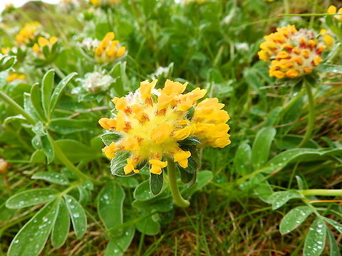 Anthyllis_vulneraria These are retrieved from older photos from our trip to Scotland 2013. I noticed I had not added some species I saw back then so here it goes :-) Anthyllis vulneraria,Common Kidneyvetch,Geotagged,Spring,United Kingdom
