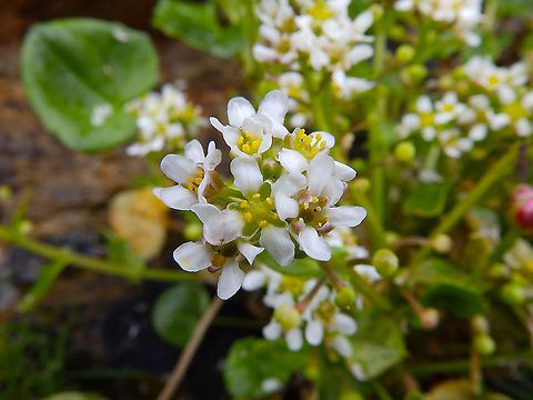 Cochlearia officinalis Shetlands, Scotland, in rocky walls next to the beachs near Hermaness. Cochlearia officinalis,Cochlearia_officinalis,Geotagged,Spring,United Kingdom