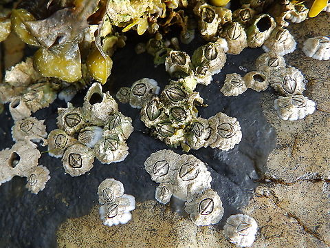 Semibalanus balanoides Beach near Hermaness, Shetlands, Scotland. Geotagged,Semibalanus balanoides,Spring,United Kingdom