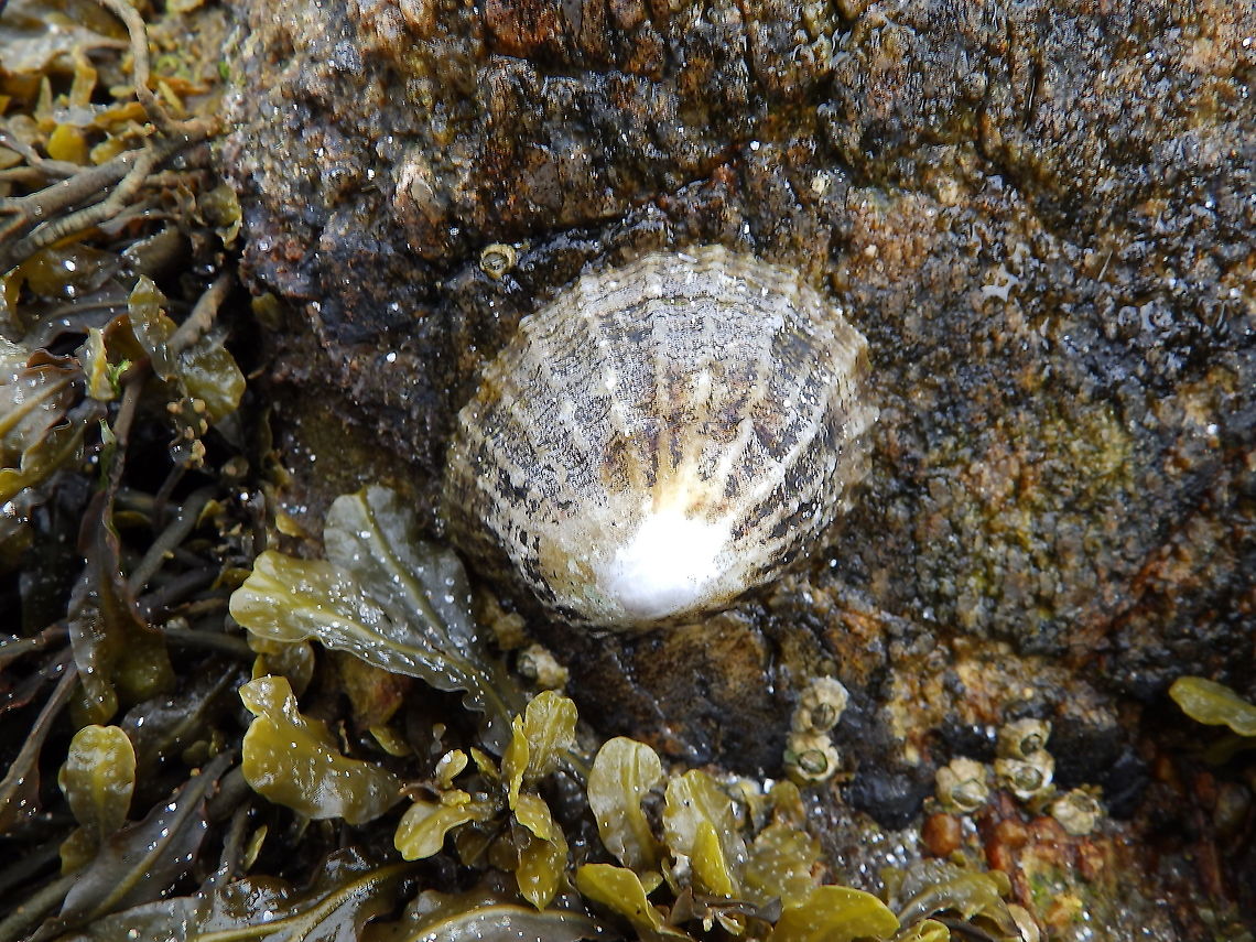 Common European limpet, - Patella vulgata Beach near Hermaness, Shetlands, Scotland.  Common European limpet,Geotagged,Patella vulgata,Spring,United Kingdom