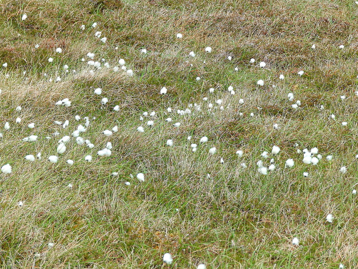 Arctic cotton - Eriophorum callitrix Hermaness, Shetlans, Scotland. Arctic cottongrass,Eriophorum callitrix,Geotagged,Spring,United Kingdom