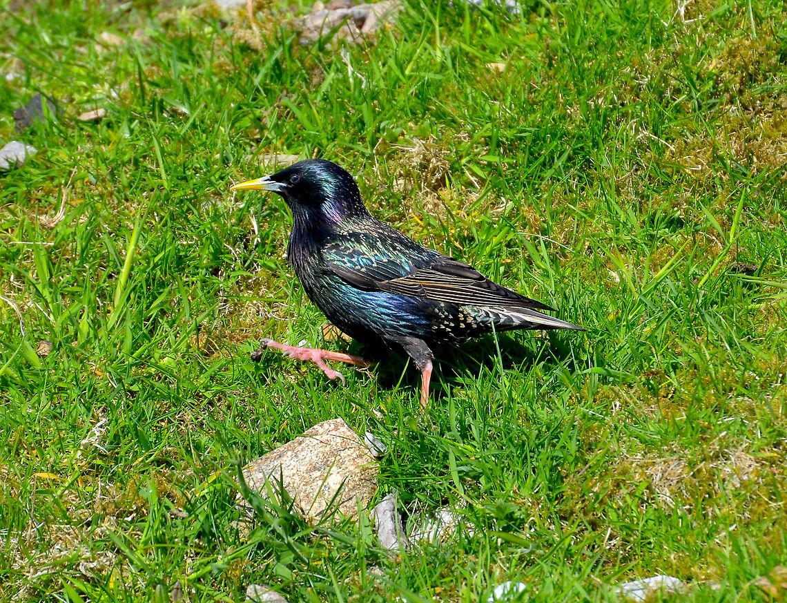 Sturnus vulgaris zetlandicus Hermaness, Shetlands, Sctoland. Common Starling,Geotagged,Spring,Sturnus vulgaris,United Kingdom