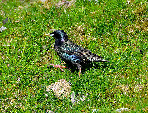 Sturnus vulgaris zetlandicus Hermaness, Shetlands, Sctoland. Common Starling,Geotagged,Spring,Sturnus vulgaris,United Kingdom