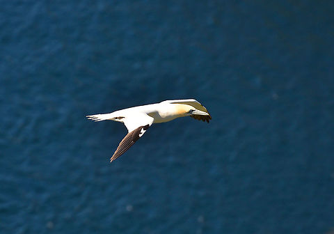 Northern Gannet - Morus bassanus Hermaness, Shetalnds, Scotland. Geotagged,Morus bassanus,Northern Gannet,Spring,United Kingdom