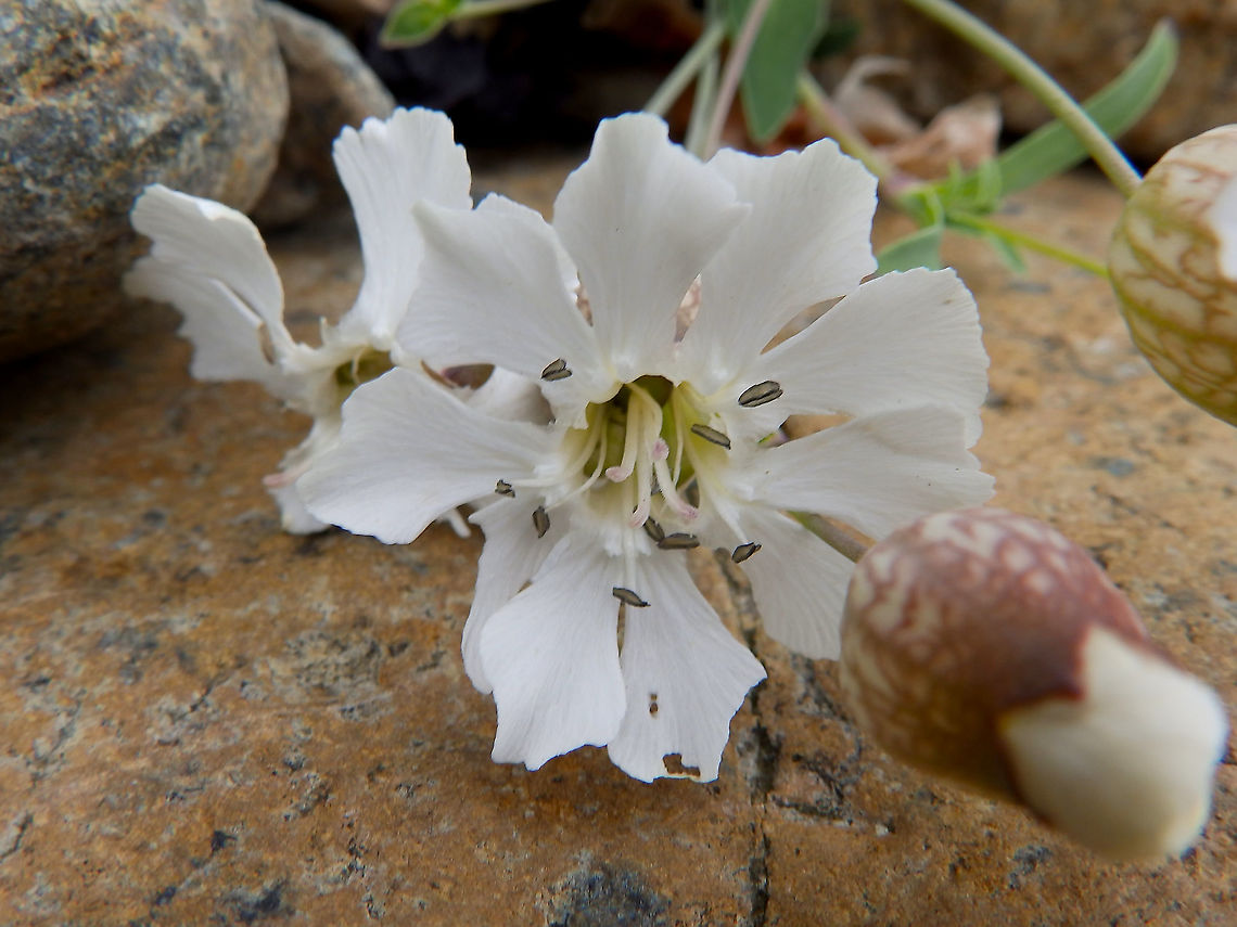 Bladder Campion - Silene vulgaris Unst, Shetlands, Scotland. Bladder Campion,Geotagged,Silene vulgaris,Spring,United Kingdom