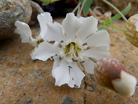 Bladder Campion - Silene vulgaris Unst, Shetlands, Scotland. Bladder Campion,Geotagged,Silene vulgaris,Spring,United Kingdom