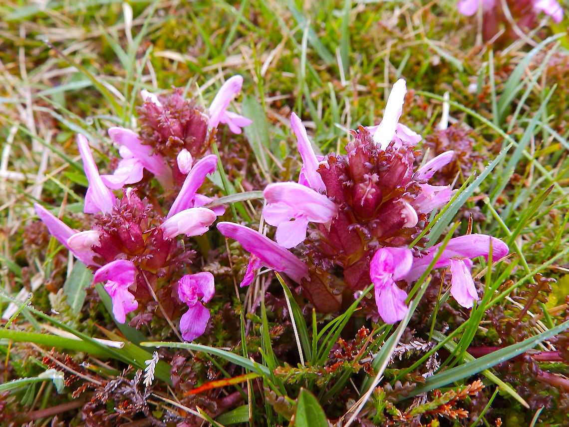 Common lousewort - Pedicularis sylvatica In Fetlar, Shetlands, Scotland.   Common lousewort,Geotagged,Pedicularis sylvatica,Spring,United Kingdom
