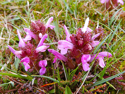 Common lousewort - Pedicularis sylvatica In Fetlar, Shetlands, Scotland.   Common lousewort,Geotagged,Pedicularis sylvatica,Spring,United Kingdom