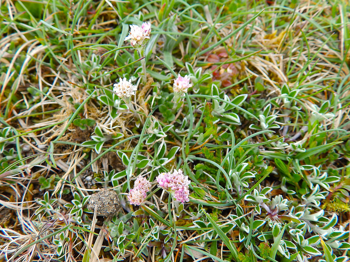 Antennaria dioica Keen of Hamar, Unst (Shetlands, Scotland). Antennaria dioica,Geotagged,Spring,United Kingdom
