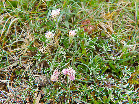 Antennaria dioica Keen of Hamar, Unst (Shetlands, Scotland). Antennaria dioica,Geotagged,Spring,United Kingdom