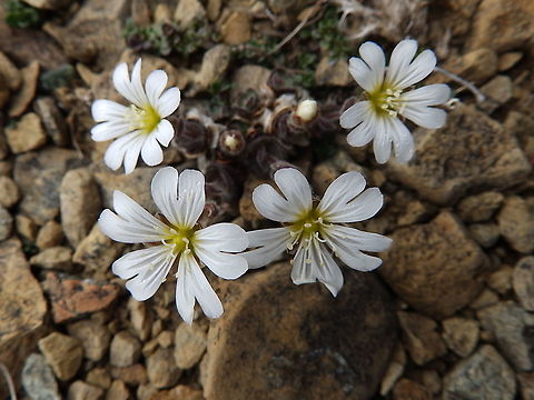 Edmondston's Chickweed - Cerastium nigrescens Endemic.
Keen of Hamar, Unst (Shetlands, Scotland).  Cerastium nigrescens,Edmondston's Chickweed,Geotagged,Spring,United Kingdom