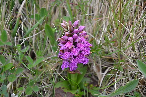 Northern marsh orchid - Dactylorhiza purpurella Keen of Hamar, Unst (Shetlands, Scotland).  Dactylorhiza purpurella,Geotagged,Northern marsh orchid,Spring,United Kingdom