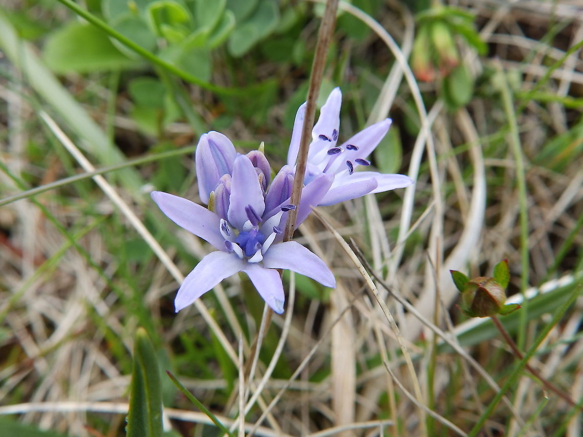 Spring squill - Scilla verna Keen of Hamar, Unst (Shetlands, Scotland).  Geotagged,Scilla verna,Spring,Spring squill,United Kingdom