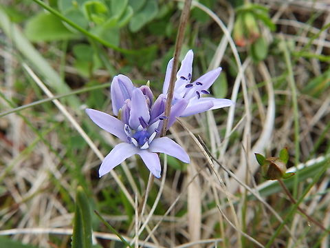 Spring squill - Scilla verna Keen of Hamar, Unst (Shetlands, Scotland).  Geotagged,Scilla verna,Spring,Spring squill,United Kingdom