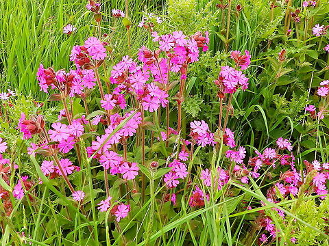 Red Campion - Silene dioica Keen of Hamar, Unst (Shetlands, Scotland).  Geotagged,Red Campion,Silene dioica,Spring,United Kingdom