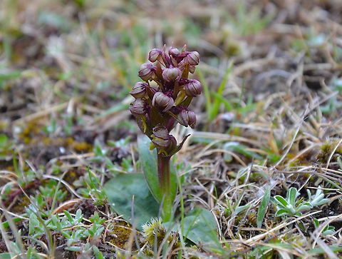 Frog Orchid - Coeloglossum viride Keen of Hamar, Unst (Shetlands, Scotland).  Coeloglossum viride,Frog orchid,Geotagged,Spring,United Kingdom