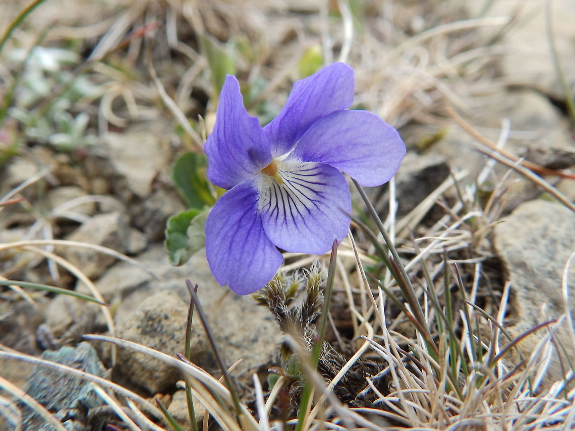 Common dog-violet - Viola riviniana Keen of Hamar, Unst (Shetlands, Scotland).  Common dog-violet,Geotagged,Spring,United Kingdom,Viola riviniana